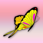 ccd-butterfly01.jpg